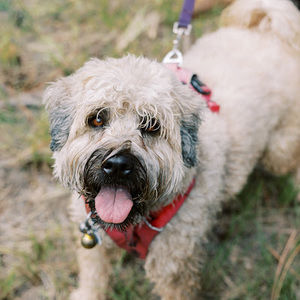 Meet your Posher, Pam